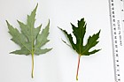 Acer saccharinum Silver Maple