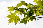 Acer saccharum Sugar maple