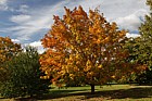 Acer saccharum nigrum Black Maple