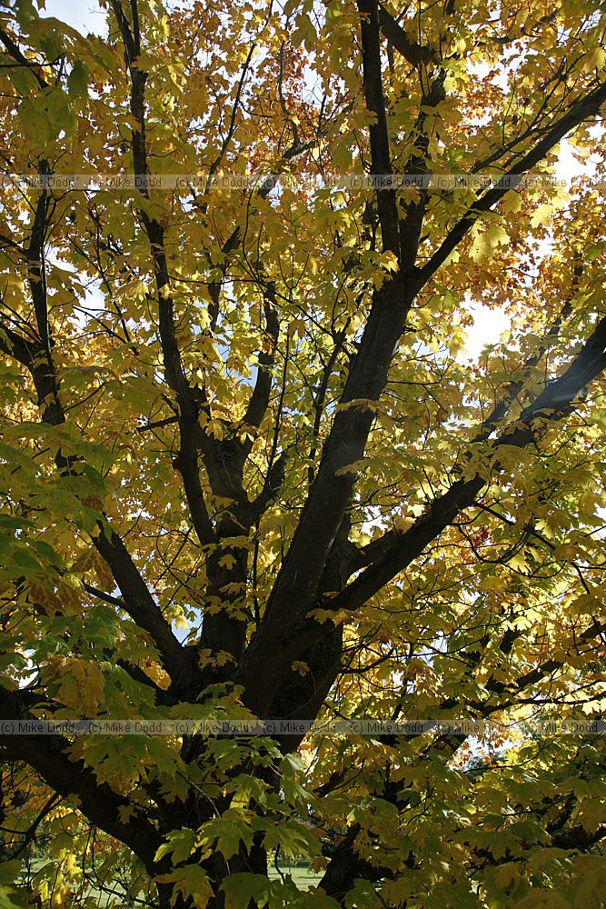 Acer saccharum nigrum Black Maple