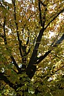 Acer saccharum nigrum Black Maple