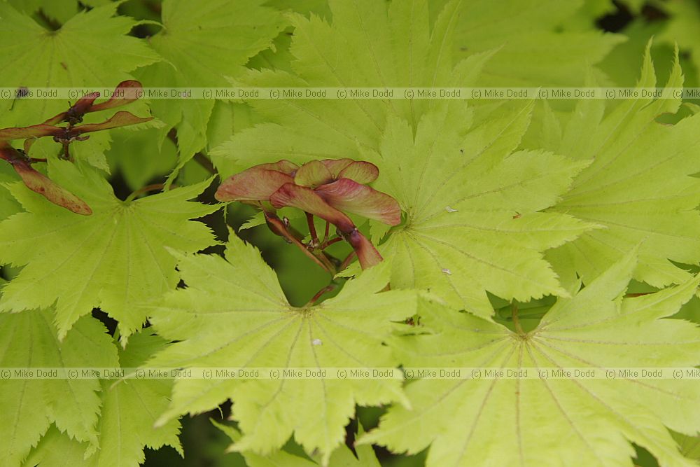 Acer shirasawanum 'Aureum'