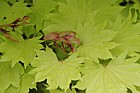 Acer shirasawanum 'Aureum'