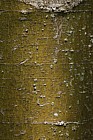 Acer stachyophyllum