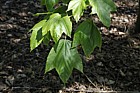 Acer sterculiaceum