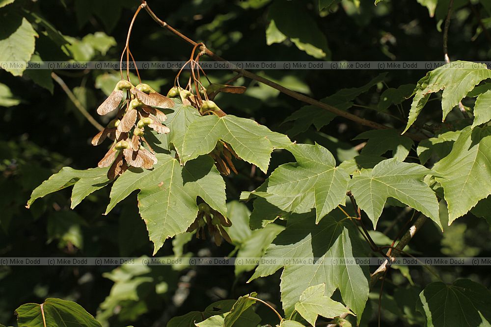Acer sterculiaceum ssp. franchetii
