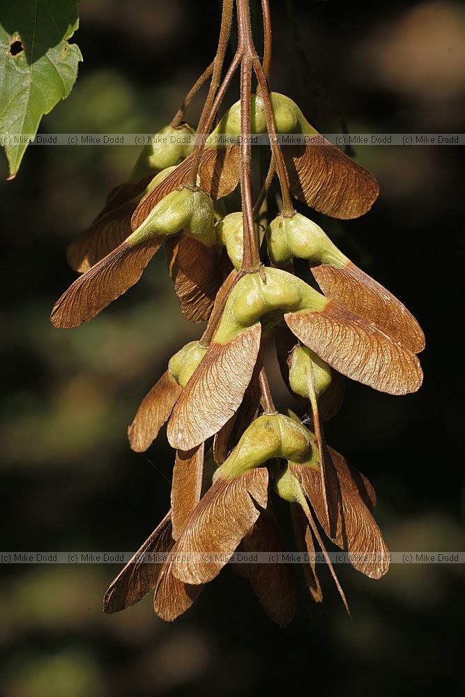 Acer sterculiaceum ssp. franchetii