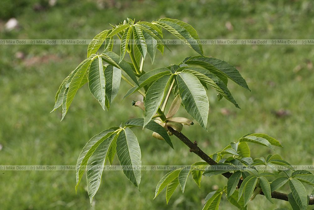 Aesculus californica Californian buckeye