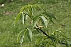 Aesculus californica Californian buckeye