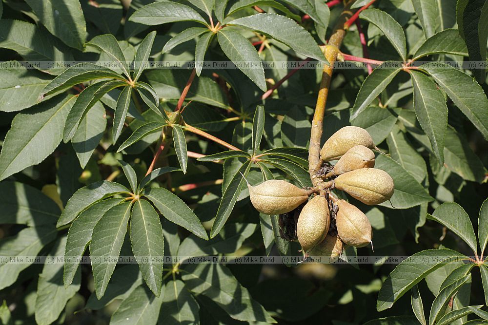 Aesculus californica California Buckeye