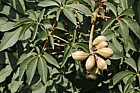 Aesculus californica California Buckeye