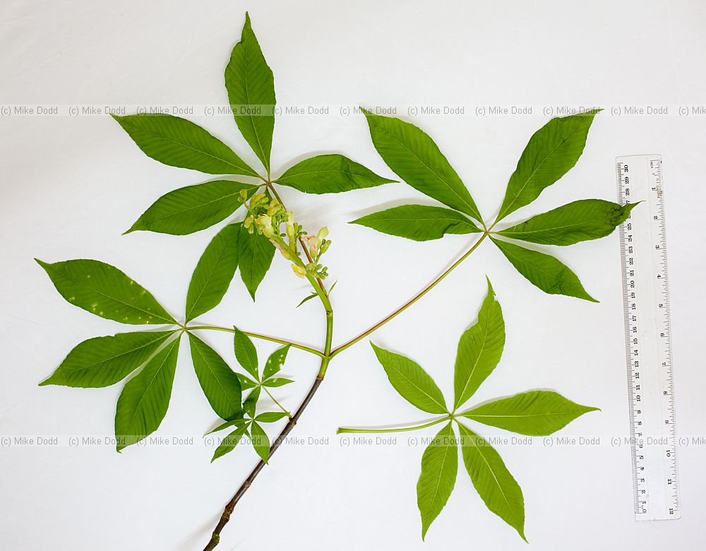 Aesculus flava Yellow buckeye