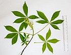 Aesculus flava Yellow buckeye