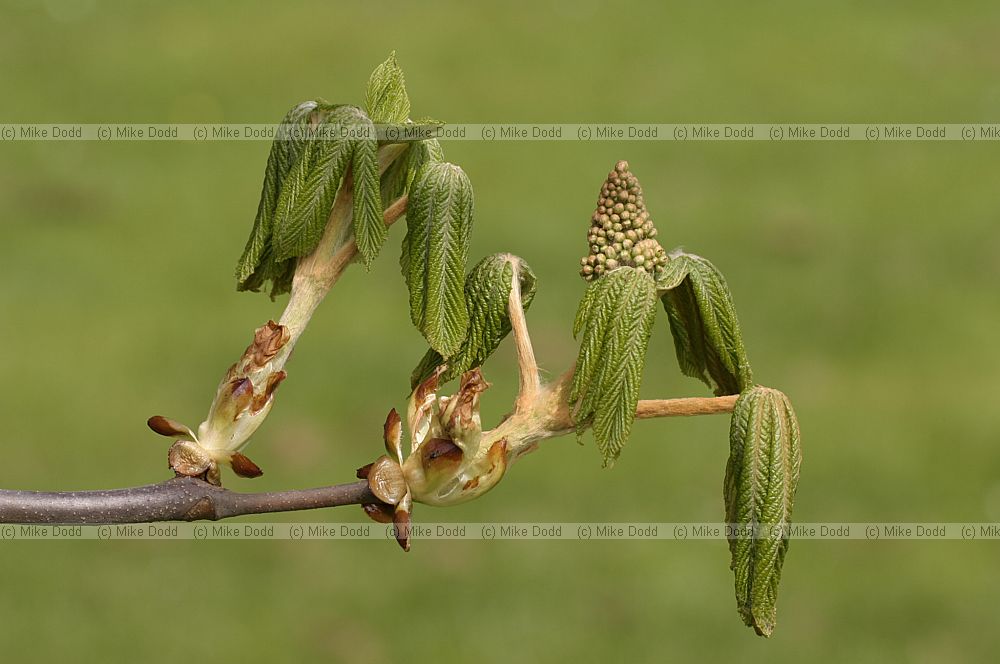 Aesculus hippocastanum Horse chestnut
