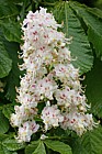 Aesculus hippocastanum Horse chestnut flower