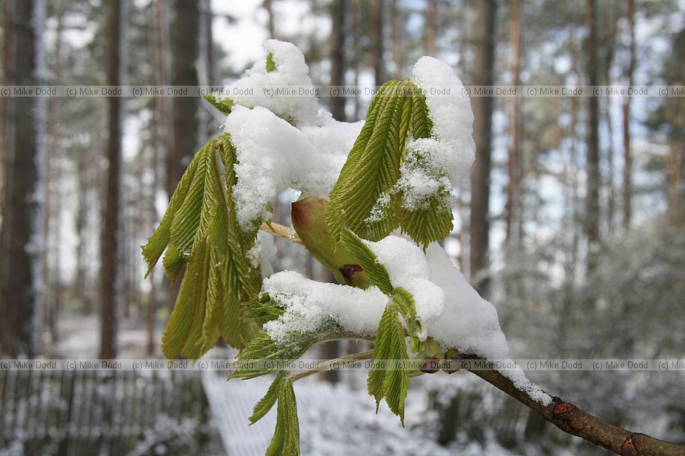 Aesculus hippocastanum Horse Chestnut newly emerged leaves with snow