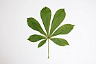 Aesculus hippocastanum Horse chestnut