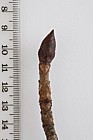 Aesculus hippocastanum Horse Chestnut