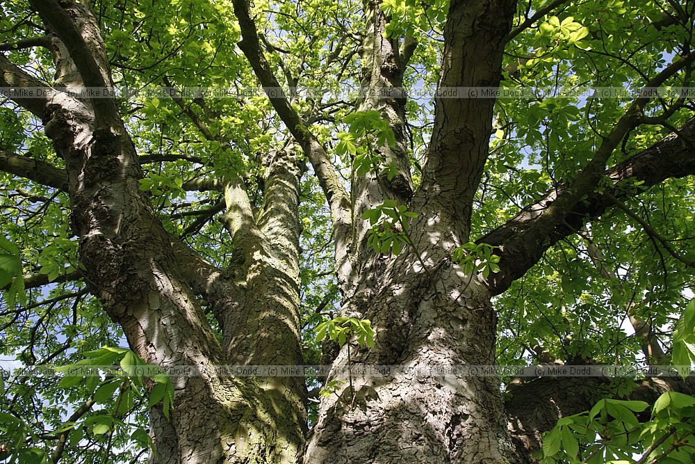 Aesculus hippocastanum Horse Chestnut