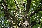 Aesculus hippocastanum Horse Chestnut
