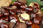 Aesculus hippocastanum Horse chestnut seeds called Conkers