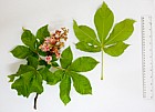 Aesculus hippocastanum 'Plantierensis'