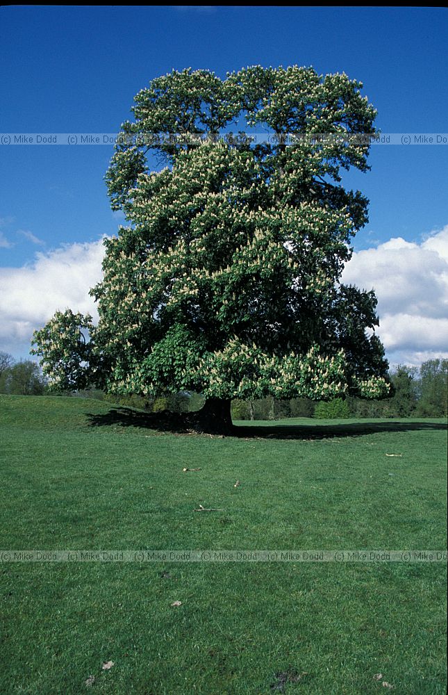 Aesculus hippocastanum Horse Chestnut