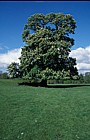 Aesculus hippocastanum Horse Chestnut