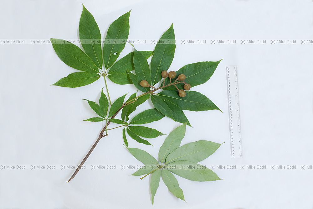 Aesculus indica Indian Horse Chestnut