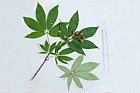 Aesculus indica Indian Horse Chestnut