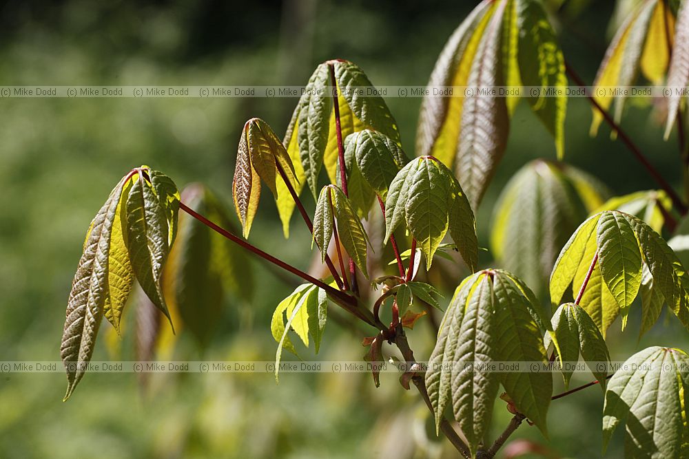Aesculus indica Indian horse chestnut