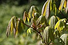 Aesculus indica Indian horse chestnut
