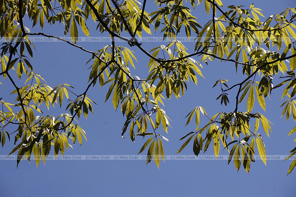 Aesculus indica Indian horse chestnut