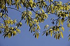 Aesculus indica Indian horse chestnut