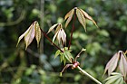 Aesculus parviflora Dwarf buckeye