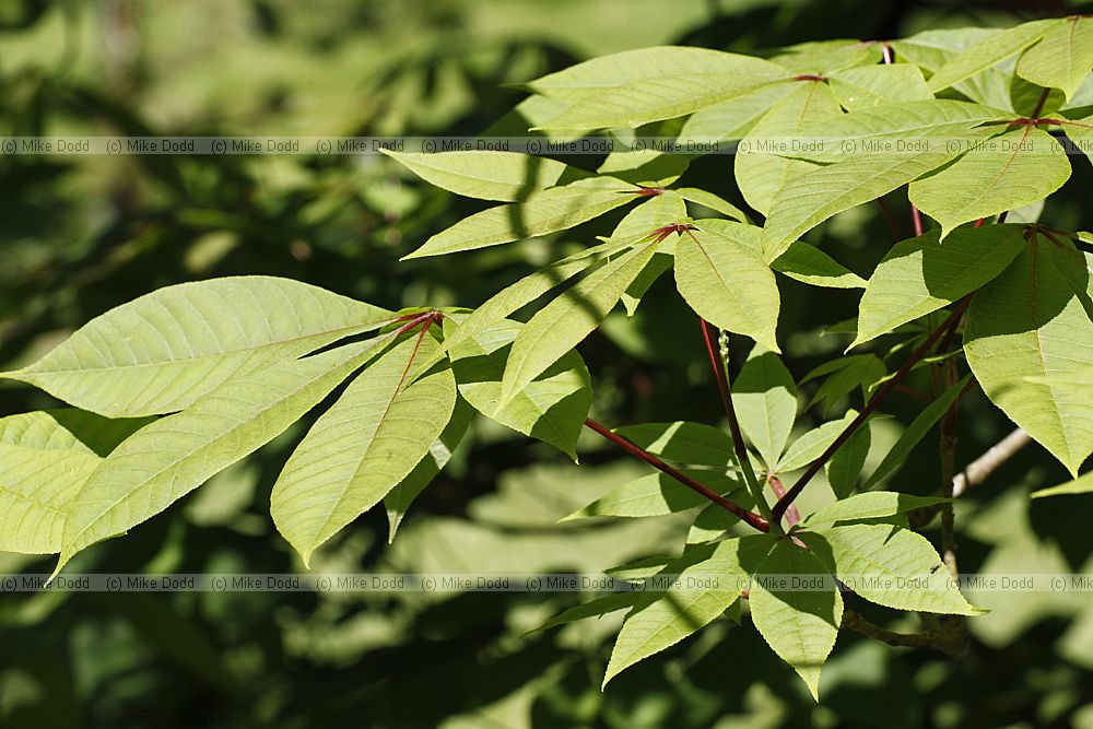 Aesculus parviflora Bottlebrush buckeye