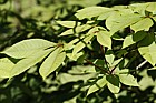Aesculus parviflora Bottlebrush buckeye