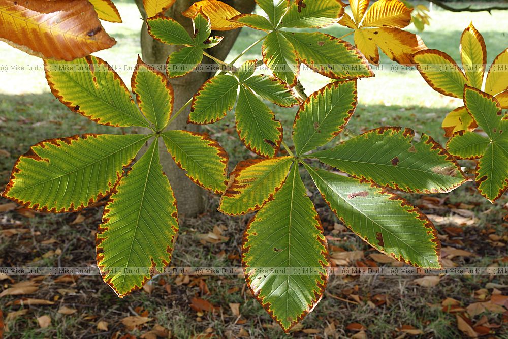 Aesculus turbinata Japanese Horse Chestnut