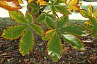 Aesculus turbinata Japanese Horse Chestnut