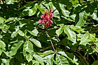 Aesculus x carnea 'Briotii' Red Horse Chestnut