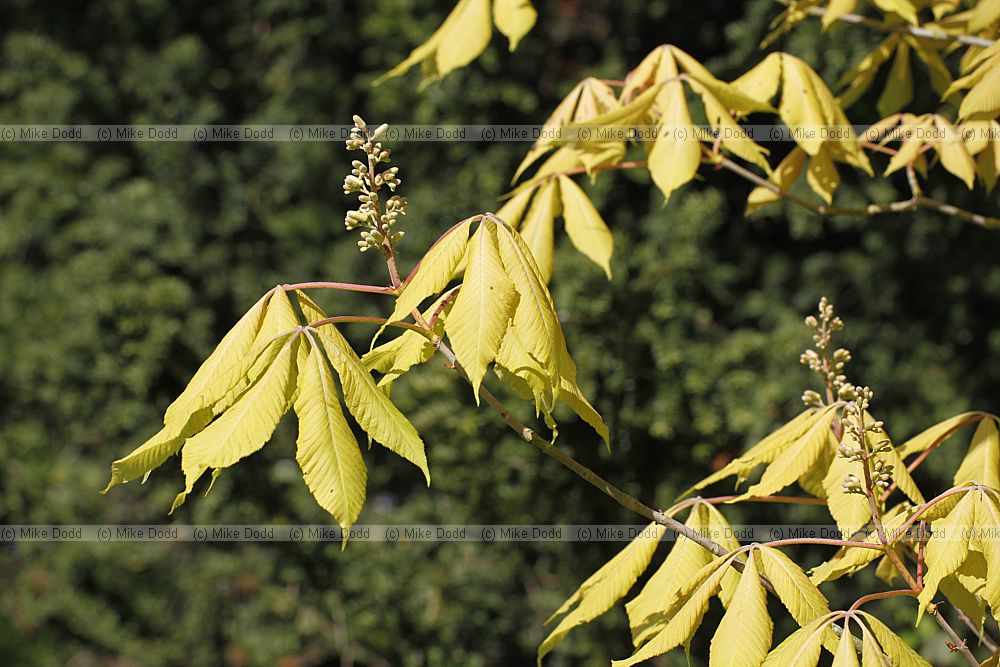 Aesculus x neglecta
