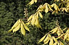 Aesculus x neglecta