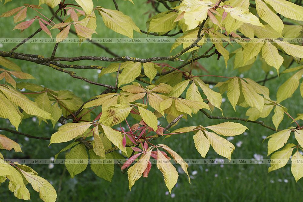 Aesculus x neglecta 'Erythroblastos' Sunshine horse chestnut