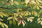 Aesculus x neglecta 'Erythroblastos' Sunshine horse chestnut