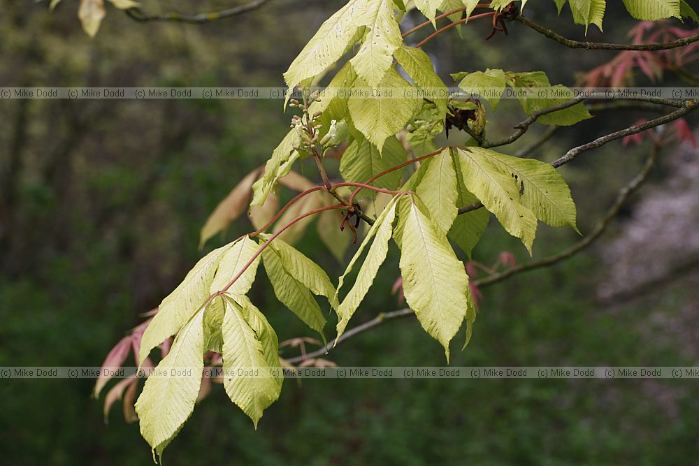 Aesculus x neglecta 'Erythroblastos' Sunshine horse chestnut