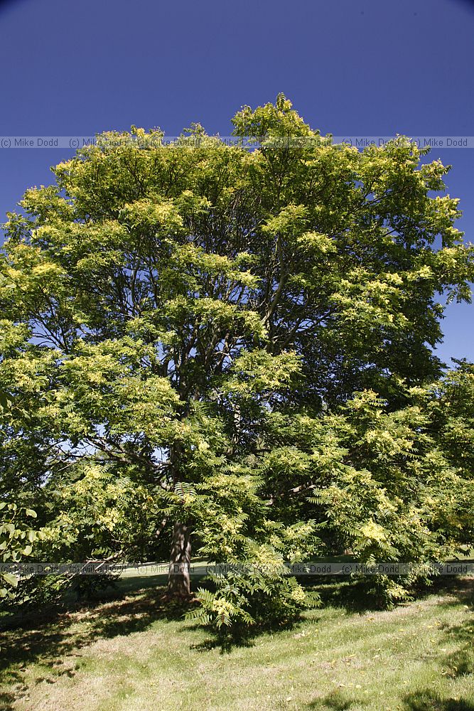 Ailanthus altissima Tree of heaven