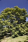 Ailanthus altissima Tree of heaven