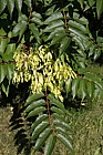 Ailanthus altissima Tree of heaven
