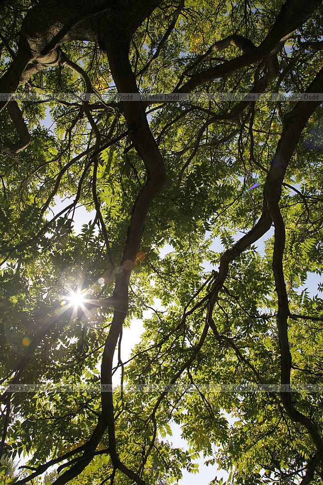 Ailanthus altissima Tree of heaven