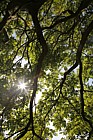 Ailanthus altissima Tree of heaven